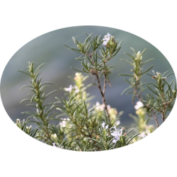 L'HERBOTHICAIRE - ROMARIN - 80g