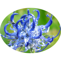 L'HERBOTHICAIRE - GRIFFE DU DIABLE - 150g