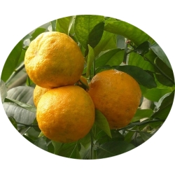 L'HERBOTHICAIRE - BIGARADIER OU ORANGE AMER - 30g