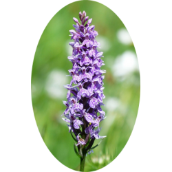 L'HERBOTHICAIRE - BRUYÈRE COMMUNE - 60g