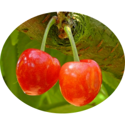 L'HERBOTHICAIRE - CERISE (QUEUES) - 80g