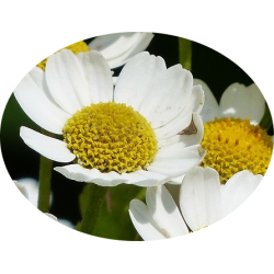 L'HERBOTHICAIRE - CAMOMILLE ALLEMANDE MATRICAIRE - 40g