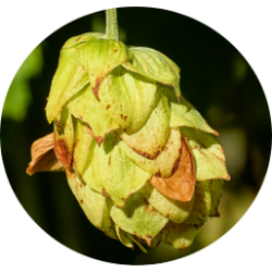 L'HERBOTHICAIRE - HOUBLON - 20g