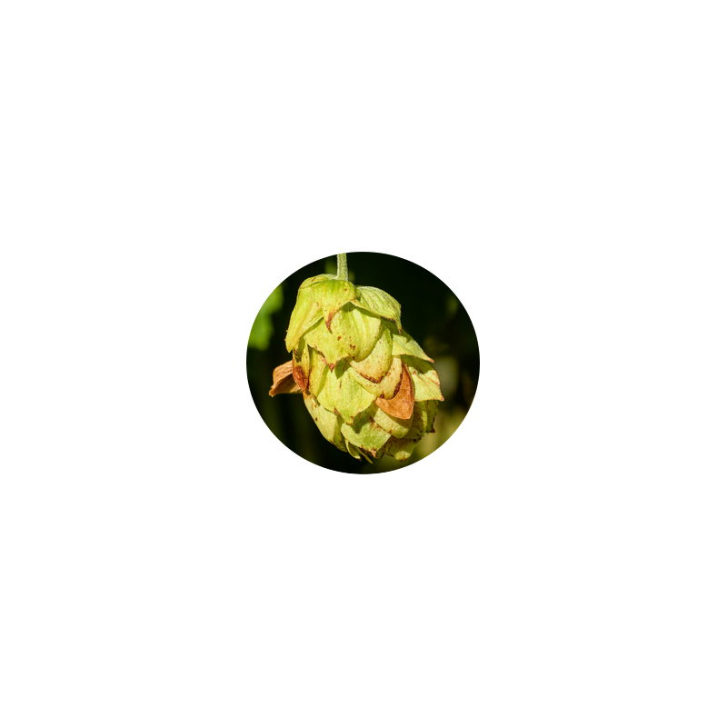 L'HERBOTHICAIRE - HOUBLON - 20g