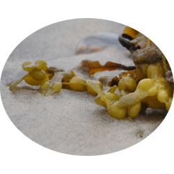 L'HERBOTHICAIRE - FUCUS - 100g